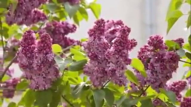 Вальс цветов. Ф.Шопен мелодия рая. смотреть онлайн