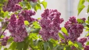 Вальс цветов. Ф.Шопен мелодия рая.