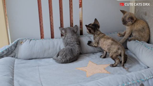 Chill music for cats and their people. Cute cats Devon Rex Listening Calm Music смотреть онлайн