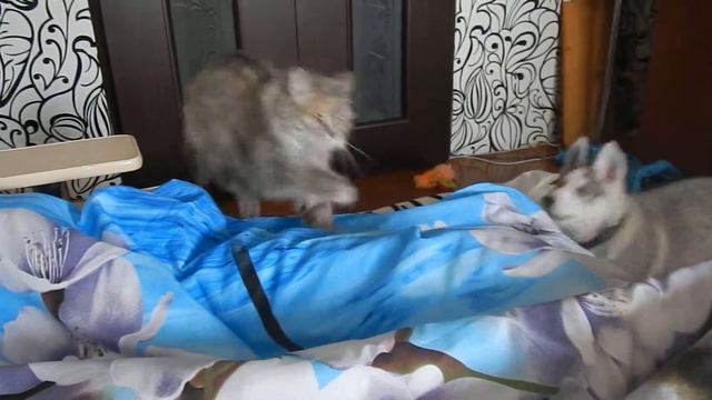 Щенок хаски и кошка кто кого? смотреть онлайн