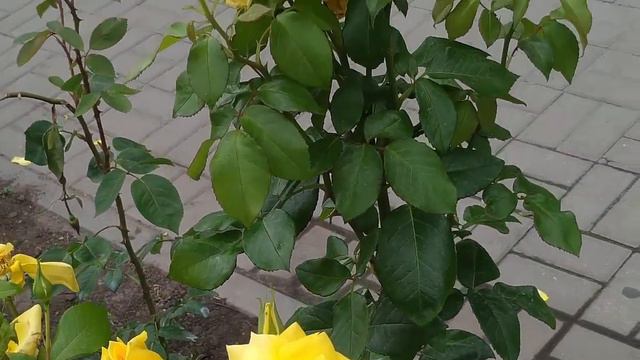 Розы релакс Часть 3 #розы #видеорелакс #длядуши #vidéorelax #videorelax #красивыецветы #медитация