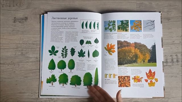 Листаем книгу "Большая книга о лесах и деревьях" смотреть онлайн