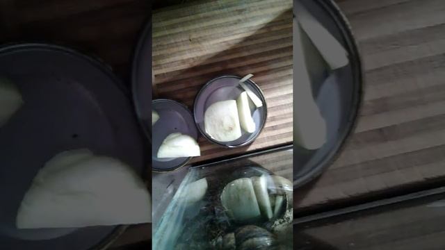 Моё домашнее животное улитка 3 :3 смотреть онлайн