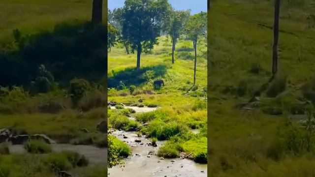 Mudumalai Tiger Reserve #mudumalaitigerreserve #tamilnadu #forest #animals #reserveforest #oscar смотреть онлайн