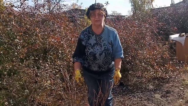 ОБРЕЗКА кустарников : АСТИЛЬБА , ЛАПЧАТКА