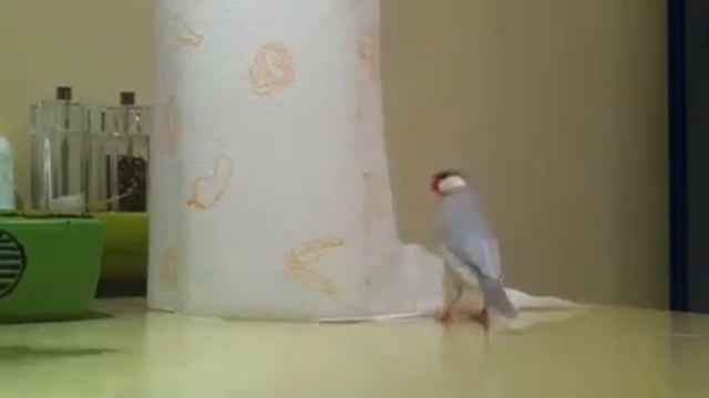 Смешная птица поёт смотреть онлайн