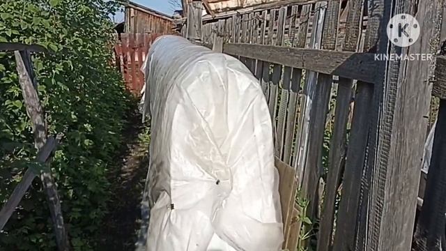 Сибирь. Пережили последнюю холодную ночь ? смотреть онлайн