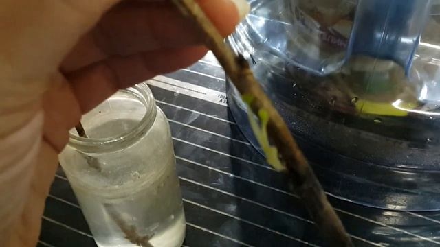 Самый простой и дешевый кильчеватор для черенков винограда