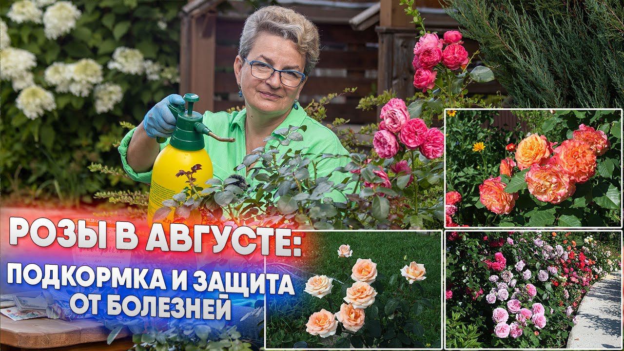 Розы в августе: подкормка и защита от болезней