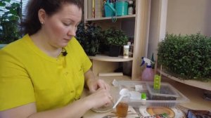 Сроки посадки гвоздики садовой на рассаду