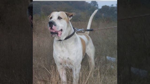 Були Кута Пакистанский Мастиф условия содержания собаки смотреть онлайн