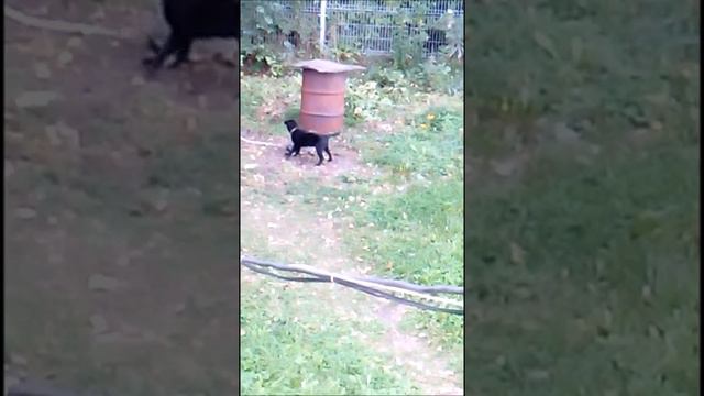 Щенок полюбил кошку смотреть онлайн