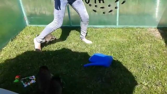 Нападение енотов на человека