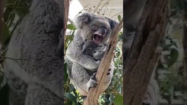 Первой едой, к которой коалы приучают своих детёнышей, являются экскременты матери