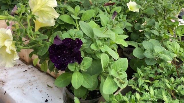 Что такое вегетативные растения? смотреть онлайн