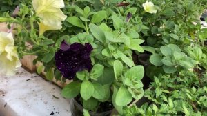 Что такое вегетативные растения?