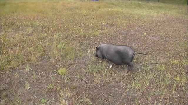 вьетнамские свиньи . содержание кормление . ответы на вопросы( Подворье TV) смотреть онлайн