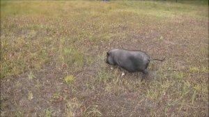 вьетнамские  свиньи . содержание  кормление . ответы на вопросы( Подворье TV)