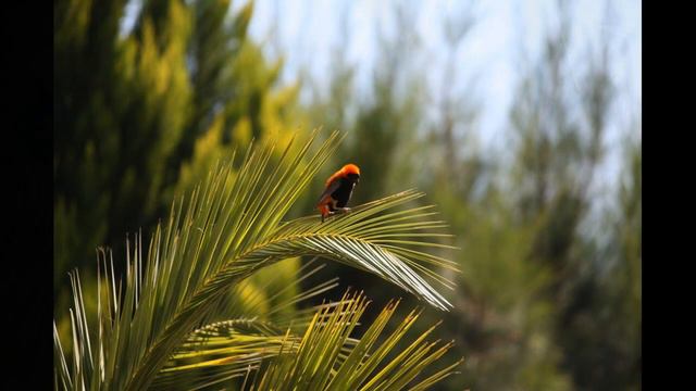 ПТИЦА НА ХВОСТЕ-2. Учимся, общаемся, комментируем!