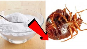 Как избавиться от клопов за 3 минуты !!!!!.