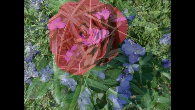 Мое слайд-шоу Цветочный рай ! смотреть онлайн