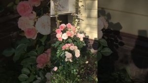 Роза Пастелла Rosa Pastella германия