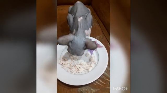 27.04.21.Первое,второе .А где компот? смотреть онлайн