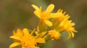 Золотарник обыкновенный Solidágo virgáurea