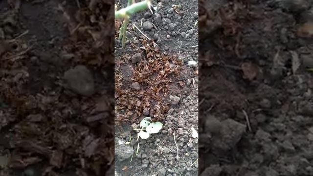 заварка чая в дело. хорошее удобрение смотреть онлайн