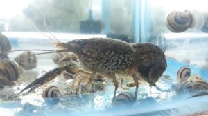 Рак с икрой. Размножение раков.