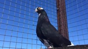 Чистопольские голуби Внешний вид