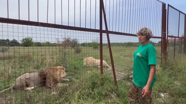 Чем быстрей молодая львица ВЫБЕРЕТ СЕБЕ ЛЬВА, тем лучше! смотреть онлайн
