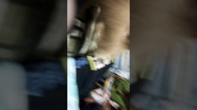 СОБАКЕ ПОМЫЛИ ЖОПУ И ОНА РАДУЕТСЯ смотреть онлайн