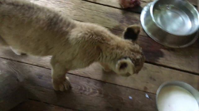 Львенок в Хабаровском крае смотреть онлайн