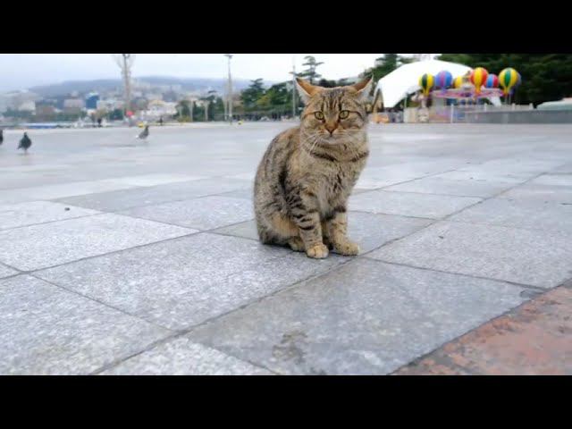 Ялту начали украшать к Новому году смотреть онлайн