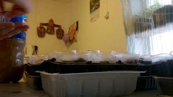 ОБЗОР ГАЦАНИИ