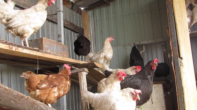 34# Куриный хор поет смотреть онлайн