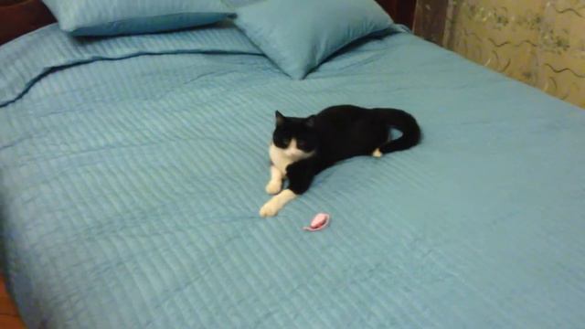 Подарок кошке понравился