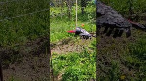 Как избавится от дроздов. 100% проверенный способ.