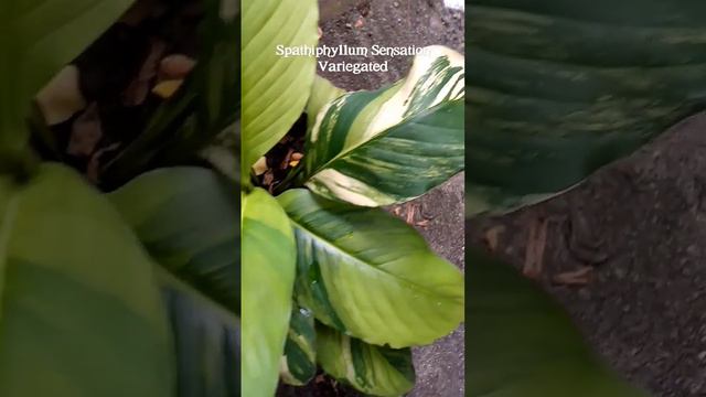 Spathiphyllum Sensation Variegated Side to Side, She is the Queen of Spathiphyllum смотреть онлайн