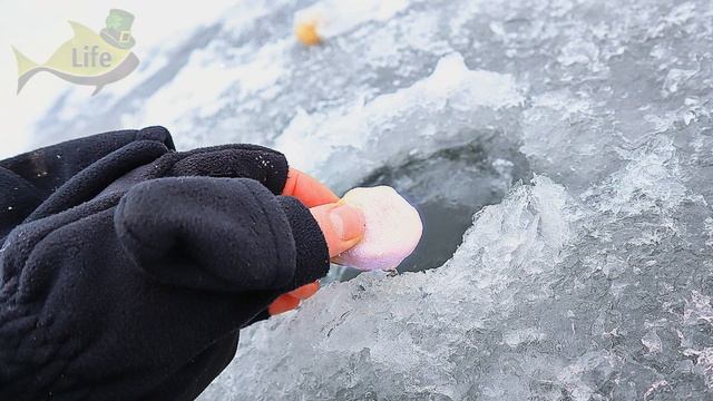 Мало кто знает. Всю зиму линь отлично ловится на это! Прикормка и наживка на линя зимой. Линь творо смотреть онлайн