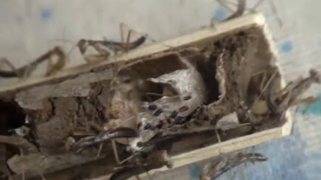 Вылупились богомолы. смотреть онлайн