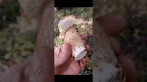 ВТОРАЯ ВОЛНА ПО БЕЛЫМ ГРИБАМ. привет Александру ХАБАРКИНУ. 2 часть