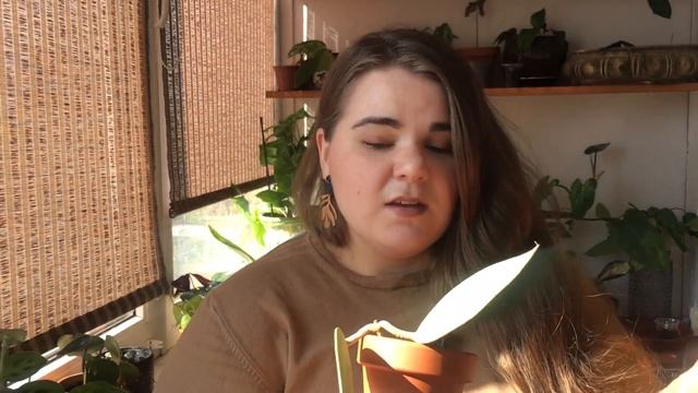 ЛЮБИМЫЕ КОМНАТНЫЕ РАСТЕНИЯ МАРТА // монстера карстенианум, бегония, шефлера + макраме смотреть онлайн