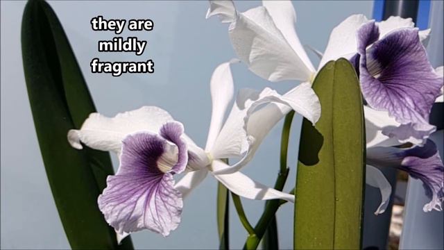 Orchidomania Presents: Laelia purpurata var. werkhauseri смотреть онлайн