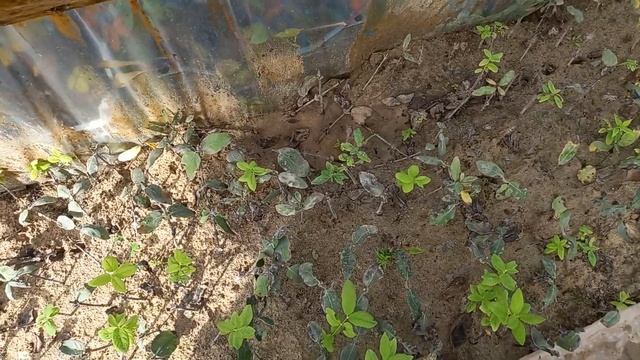 Зеленое черенкование, результаты, теплица 2 смотреть онлайн