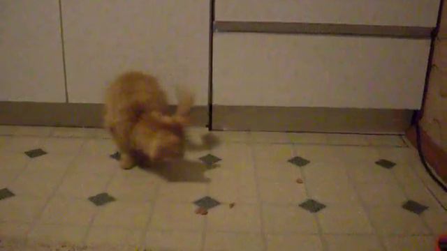 маленький охотник (игры мейн куна) смотреть онлайн