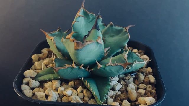 2023/6/7 アガベ・チタノタ　姫厳竜 小株-050｜agave titanota dwarf смотреть онлайн