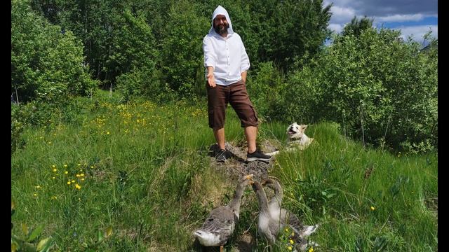 Гуси устроили показ мод на пруду. смотреть онлайн