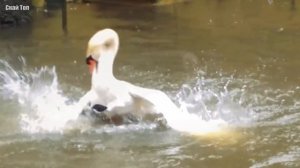 Очень агрессивный, наглый и бесстрашный... КАНАДСКИЙ ГУСЬ в деле!